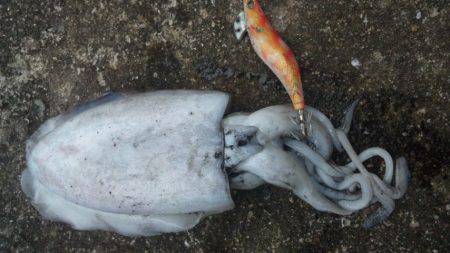 タチウオとイカ！