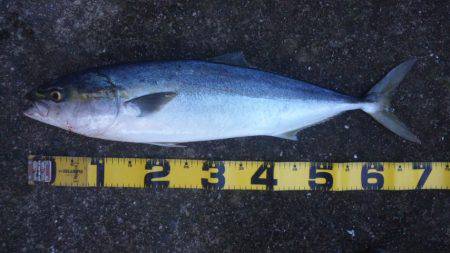 ショアジギング釣行