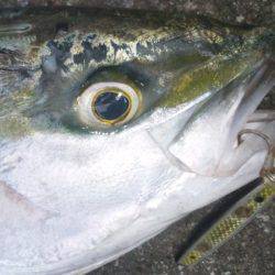 ショアジギング釣行