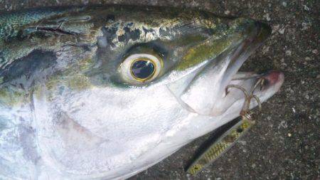 ショアジギング釣行