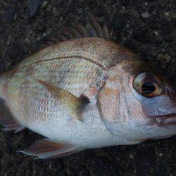 爆風で何が釣れる？