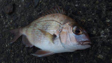 爆風で何が釣れる？