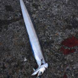 南芦屋浜サゴシ&タチウオ