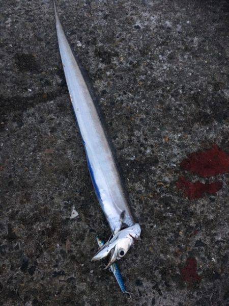 南芦屋浜サゴシ&タチウオ