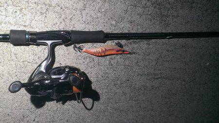 いいサイズのアオリイカでした！！