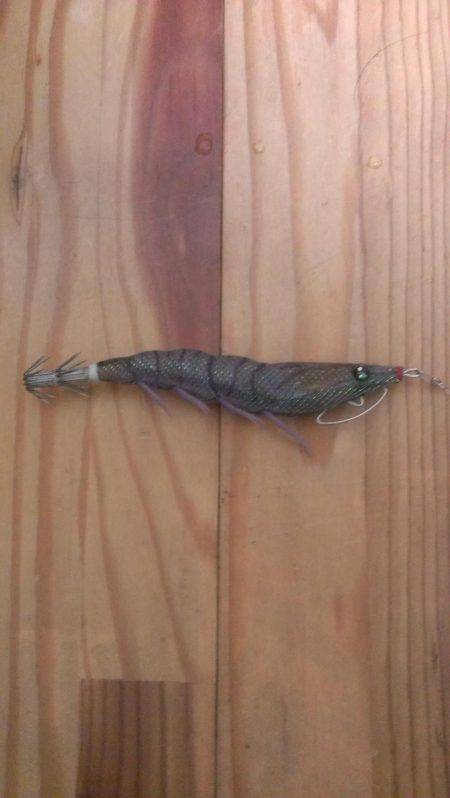 久々のアオリイカ複数釣れました！