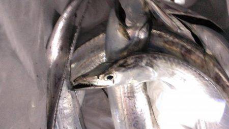 本格的シーズン到来