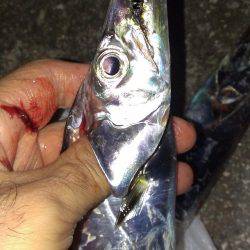 出血大サービス