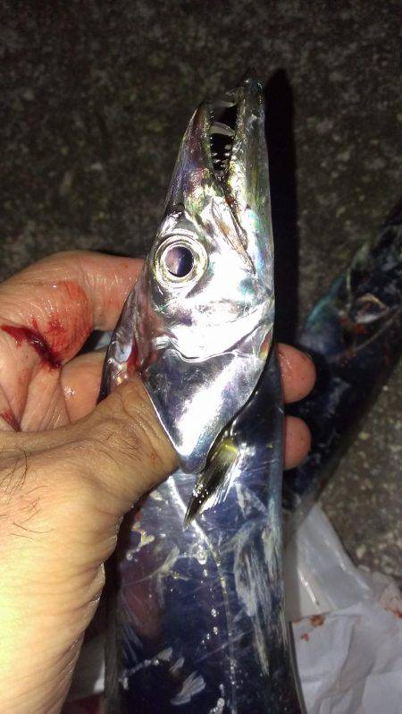 出血大サービス