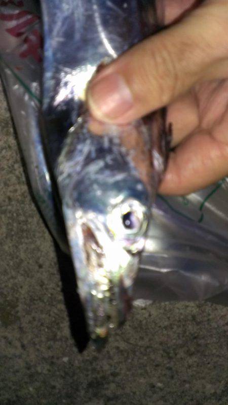 シャッド系全滅