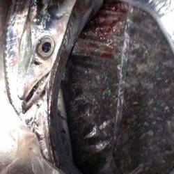 ルアーより餌か