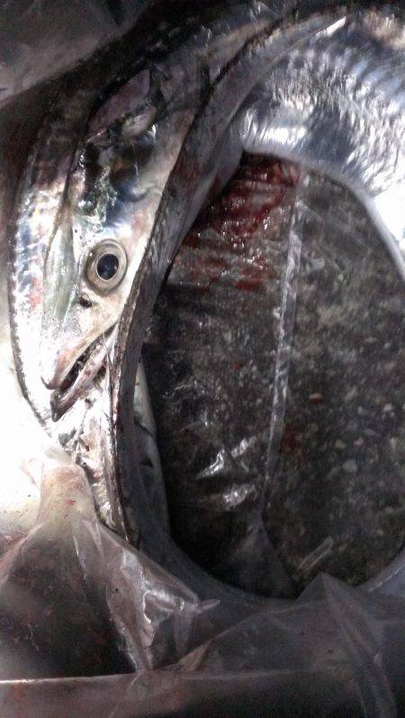 ルアーより餌か