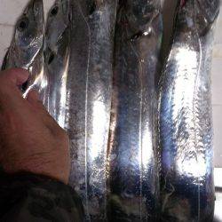 昨日の分も釣れたな