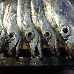 タチウオ　やっとツ抜け