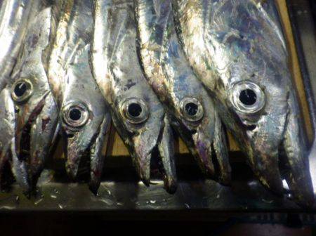 タチウオ　やっとツ抜け