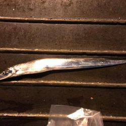 タチウオがジャンピング