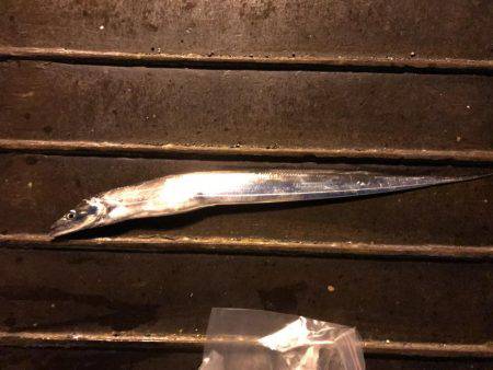 タチウオがジャンピング