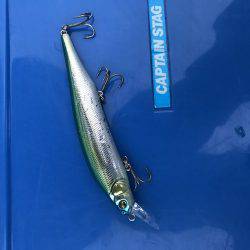 強風の中、タチウオ