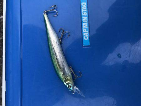 強風の中、タチウオ