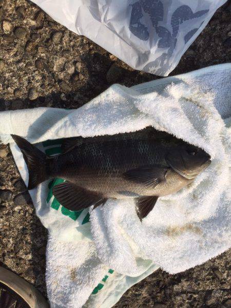 有田川河口で、