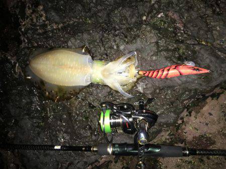 そろそろホゲるかと…