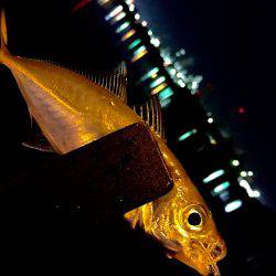 エギングに行けないので