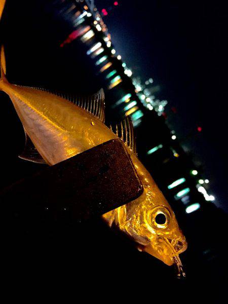 エギングに行けないので