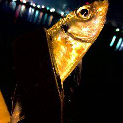 今日は暖かいので