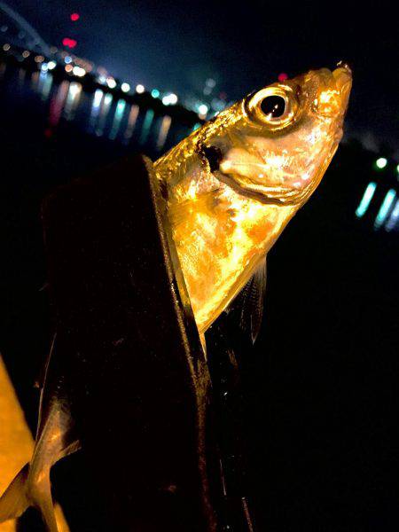 今日は暖かいので