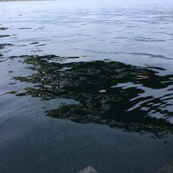 朝マズメ　時合短し！！