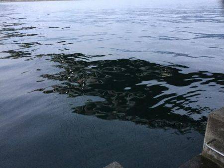 朝マズメ　時合短し！！