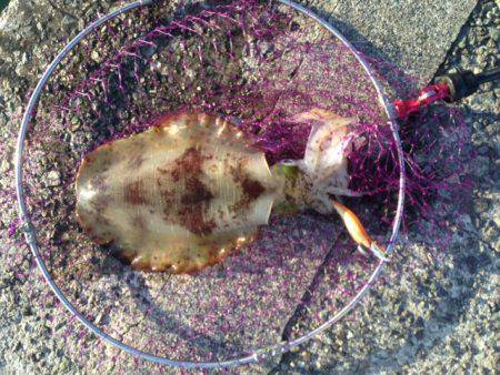 あたるとでかい