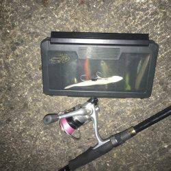 ワインド始めて二匹目！