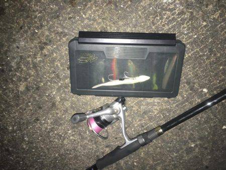 ワインド始めて二匹目！