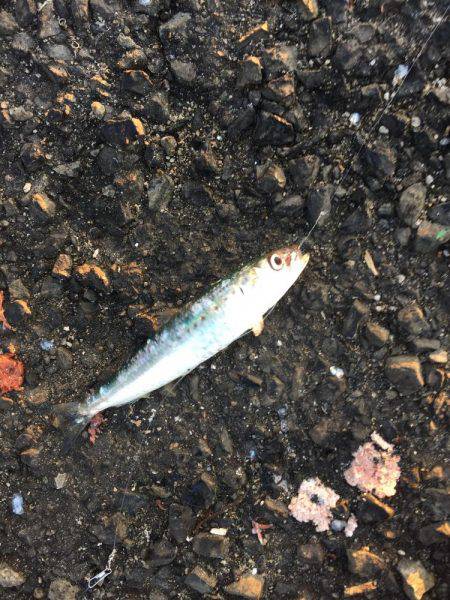 ゴンズイ祭りからのマイワシ爆釣！