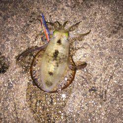 ご近所エギング