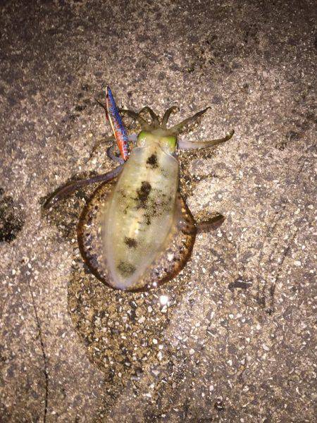 ご近所エギング