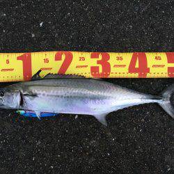 松村渡船さんにて