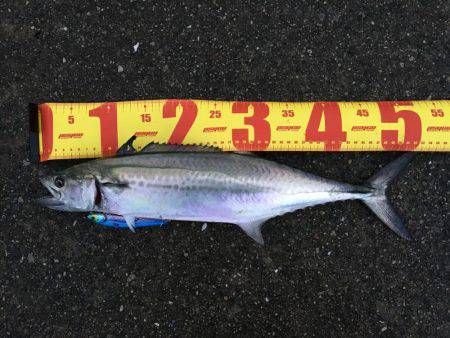 松村渡船さんにて