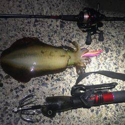 テンポ良く釣れました