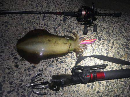 テンポ良く釣れました