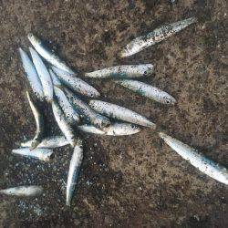 落ちてたサビキの針で