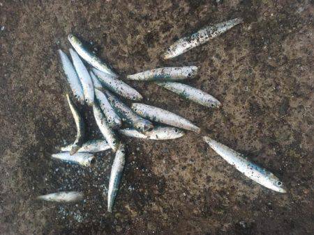 落ちてたサビキの針で