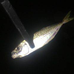 いつまで釣れ続けるの？