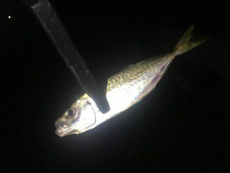 いつまで釣れ続けるの？