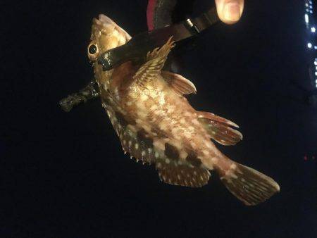 大雨だとダメなのか?!