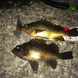 マダイのはずがメバル