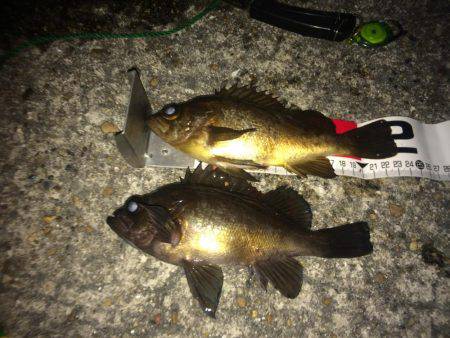 マダイのはずがメバル