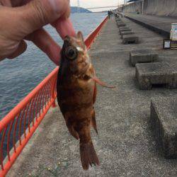 マダイを育てて帰りました