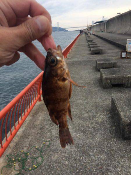 マダイを育てて帰りました